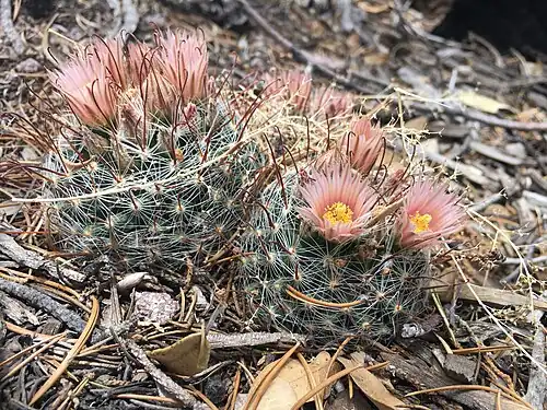 Habitat near Little Walnut Village, New Mexico