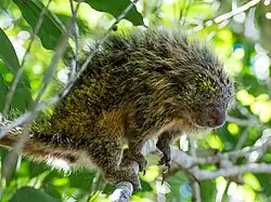 Black and yellow porcupine