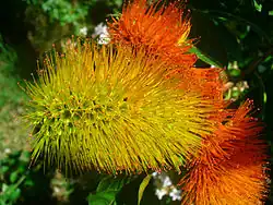 "flowers and foliage"