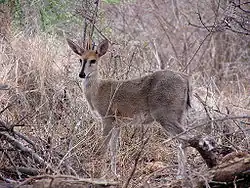 young male in Kruger Park