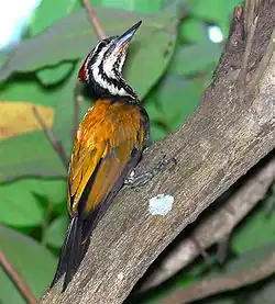 Common flameback Dinopium javanense