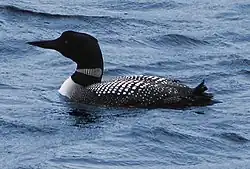 Great northern diver Gavia immer islom
