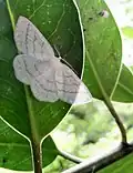 Common white wave moth, Cabera pusaria