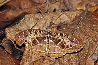 C. c. pallidior Kakum National Park, Ghana