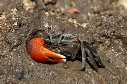 Compressed fiddler crab, Tubuca coarctata male in Rinca, Indonesia