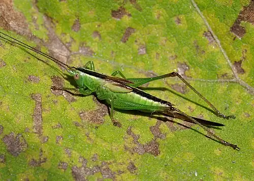 Conocephalus fuscus, (Conocephalinae)