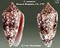 Conus canonicus Hwass in Bruguière, J.G., 1792