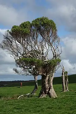 A tall, thick-trunked tree with many thin, spindly branches coming off of it