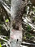 Two Coptomma variegatum on a tree trunk on Waiheke Island