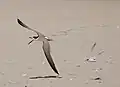 A least tern attacking a much larger black skimmer near Drum Inlet in North Carolina, United States