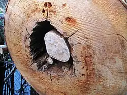 A cross section of a bald cypress at the Corkscrew Swamp Sanctuary, showing the fig roots inside it