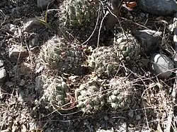 Coryphantha calipensis