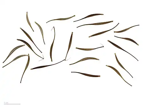 Cosmos sulphureus seeds - MHNT