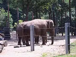 Elephants