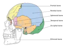 Cranial bones