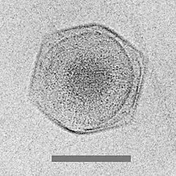 Cryo-EM image of the CroV giant marine virus (scale bar represents 200 nm)[58]
