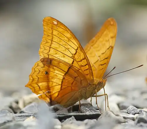 Ventral view (male)