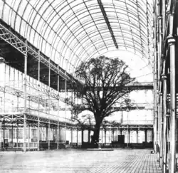 One of three English elms (lower branches removed) around which the Crystal Palace was built for the Great Exhibition, 1851[76]