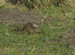 Brown rodent