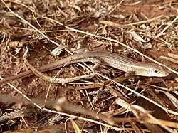 Ctenotus helenae on Angas Downs IPA, NT