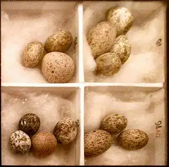 Cuckoo eggs mimicking smaller eggs, in this case of reed warbler