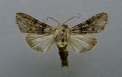 Cucullia absinthii