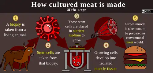 A five-step diagram of cultured meat's production process