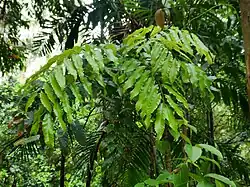 Small tree in Cairns