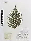 Herbarium specimen of Sphaeropteris medullaris