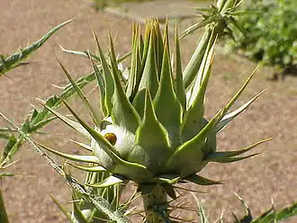 Inflorescence bud of cardoon (Cynara cardunculus)
