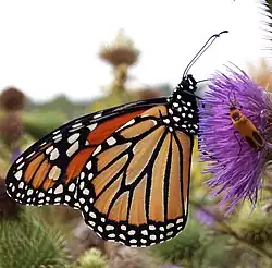 Monarch butterfly
