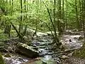 Forest stream