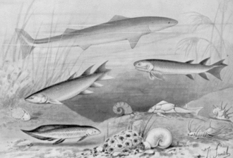 Shark-like Cladoselache, several lobe-finned fishes, including Eusthenopteron that was an early marine tetrapodomorph, and the placoderm Bothriolepis in a painting from 1905