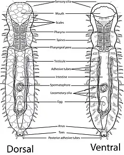 anatomic diagram