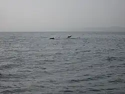 Dolphins in Al Bandar bay