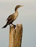 Double crested cormorant