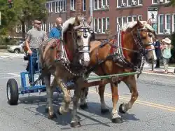 A team of draft horses leads the parade.