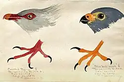 watercolour of birds.