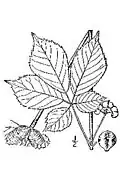 A drawn image of the fruit and leaf of the American ginseng plant.