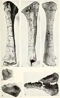 Photographs of the bones in different orientations