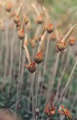 Dryas drummondii Richardson. (Dryade de Drummond; Drummond's mountain-avens), Trans-Anticosti Route,[11] km 144, secteur Vauréal