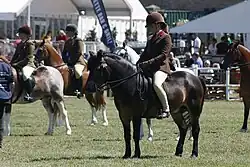 Exmoor stallion, Dunkery Wigeon in the Mountain and Moorland pony championship at the Royal Highland Show 2018, ridden by Hayley Reynolds