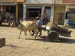 A modern bandy; note the bandyman is sitting on the yoke pole