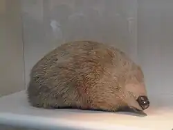 Giant golden mole