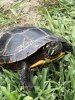 Yellow and red markings on the head and legs of the Eastern Painted Turtle.
