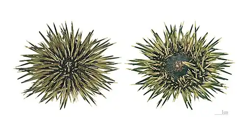 The two sides of the same dried specimen (MHNT)