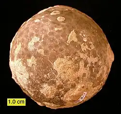 The Ordovician cystoid Echinosphaerites (an extinct echinoderm) from northeastern Estonia; approximately 5&nbsp;cm in diameter