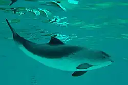 Harbour porpoise