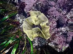 Dorid nudibranch egg ribbon in Moss Beach, California