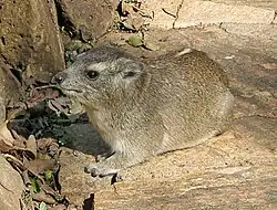 The rodent-like hyrax